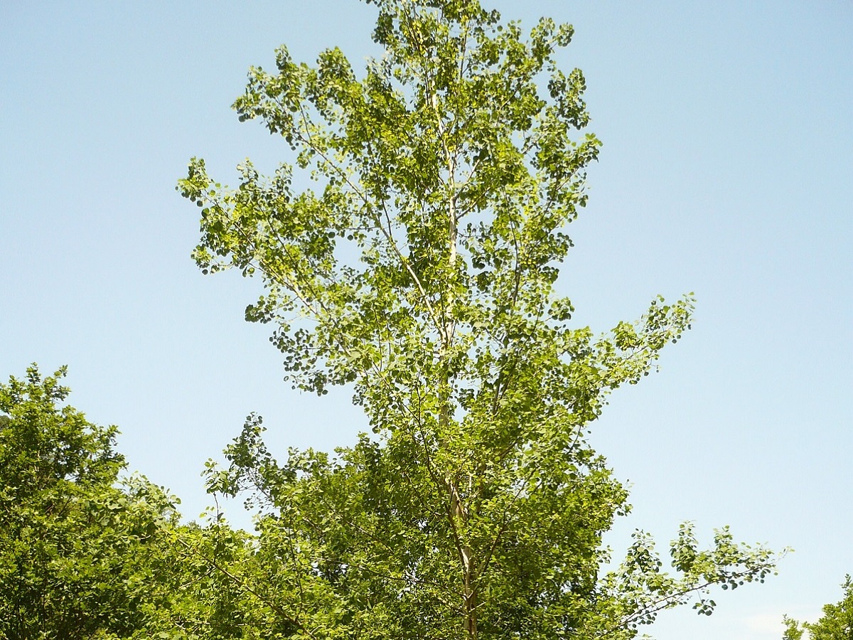 Populus tremula (Salicaceae)
